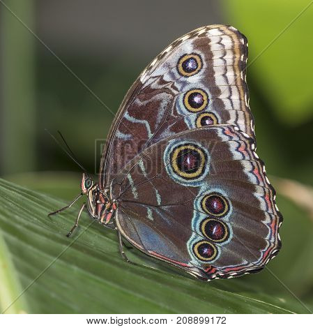 Blue Morpho Perched On A Tropical Plant