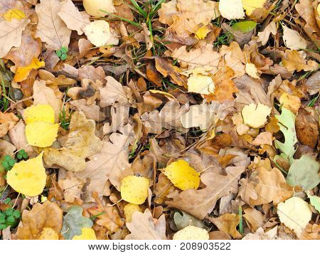 Old fallen leaves lie on the ground