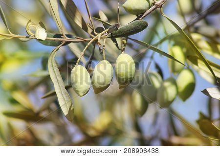 ripe green olives, grades syrian, on a branch of an olive tree