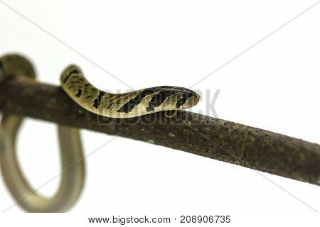 Banded Kukri Snake (oligodon Fasciolatus)