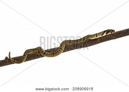 Banded Kukri Snake (oligodon Fasciolatus)