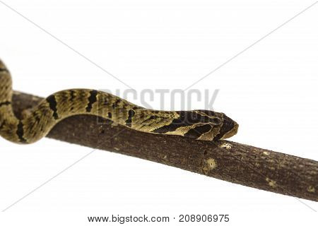 Banded Kukri Snake (oligodon Fasciolatus)