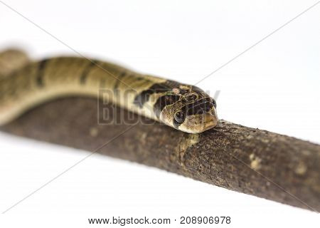 Banded Kukri Snake (oligodon Fasciolatus)