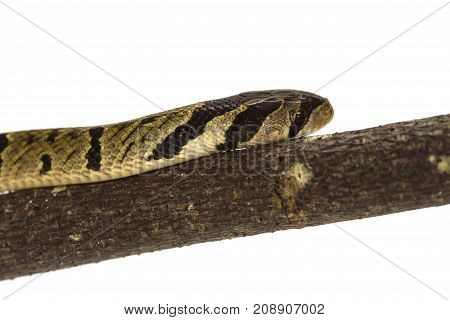 Banded Kukri Snake (oligodon Fasciolatus)