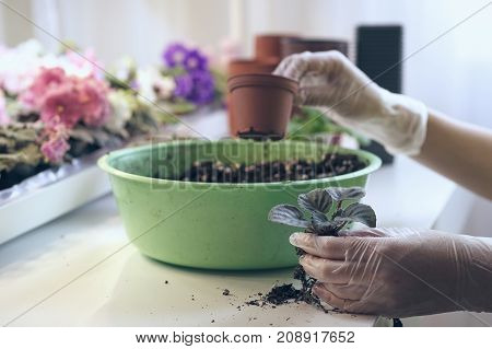 Florist holds small pot to transplantation flower. Growing violet- how to grow violet.