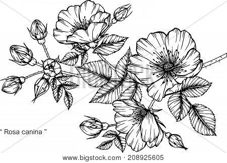 Rosa canina flower drawing.Black and white with line art illustration.