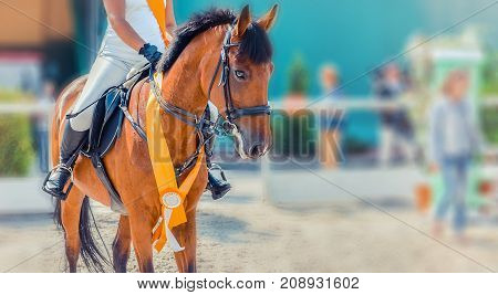 Sorrel dressage horse and rider in white uniform at show jumping competition. Equestrian sport background, winner waiting for prize-giving ceremony. Horse portrait closeup during awarding.