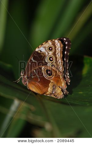 Butterfly 1