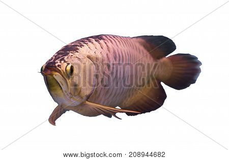Asian gold arowana fish isolated in a white background
