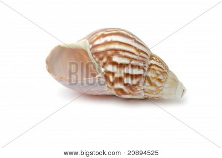 Shell