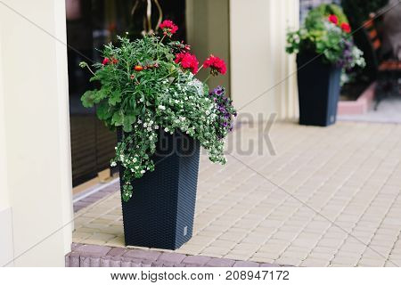 Plant In Pots Near The Front Doorflowers In A Pot Near The Door