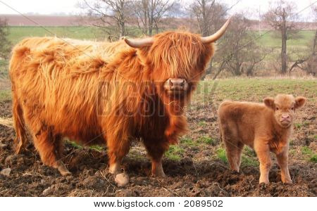 Highland Cows