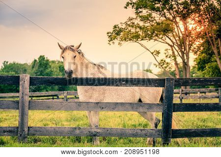 Beautiful gray horse standing by the fence on a horse farm in Kentucky