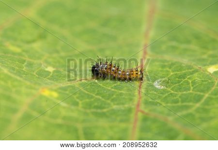 Tiny, freshly hatched, first instar Gulf Fritillary butterfly caterpillar, with the remains of his egg shell behind him on the leaf