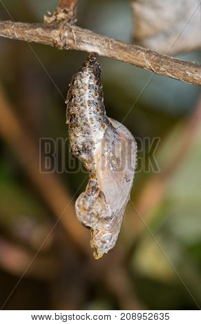 Freshly pupated Gulf Fritillary butterfly chrysalis hanging down