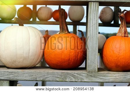 Ripe Pumpkins in a shelf. Halloween, celebrate