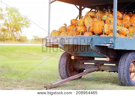 Ripe ugly Pumpkins in a Field/trailer. Halloween