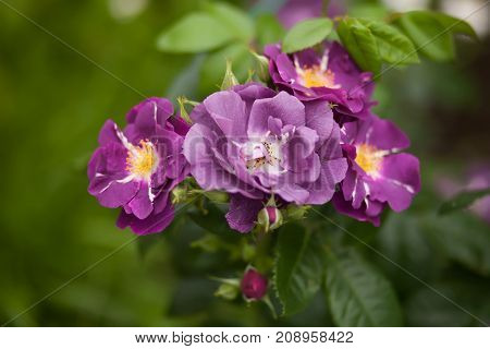 Blue boy rose bloomig. Rare lilac purple flowers.
