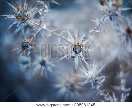 Stock Foto Plants of spines, abstract background