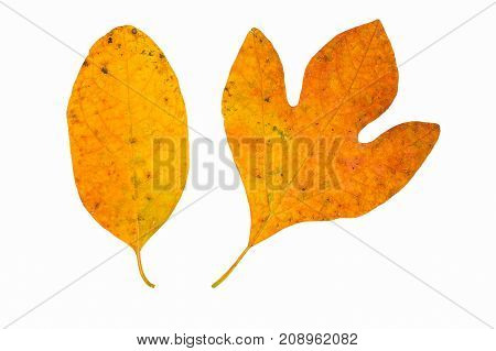 Two shapes of sassafras leaves on a white background