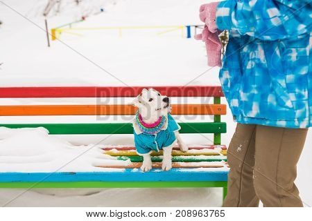 Jack Russell Terrier. Dog playing in winter park. Pet concept.