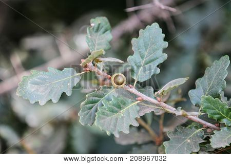 Oak branch with green leaves and acorn