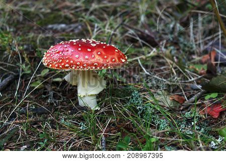 three poisonou mushroom amanita among dry grass and leaves