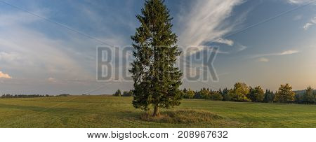 Spruce tree in color evening in Slavkovsky les national park in autumn time