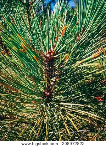 Pine needles full of color in Montana