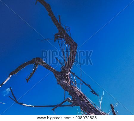 Dead stick rising into big blue sky