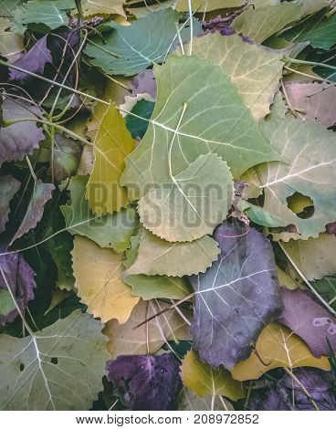 Fall leaves found in backyard in a pile
