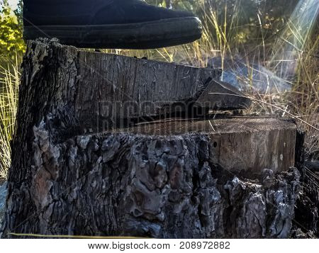 Black shoe on stump in the woods