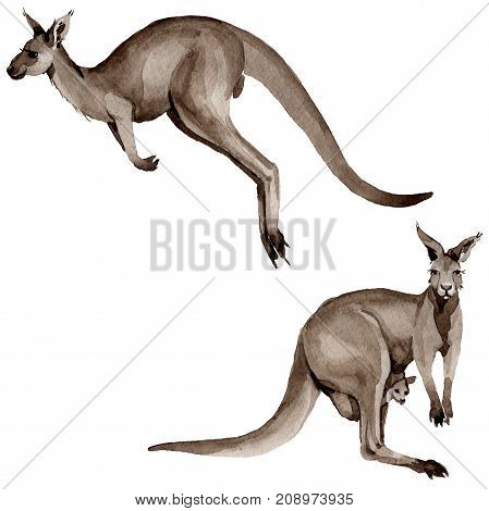 Exotic kangaroo wild animal in a watercolor style isolated. Full name of the animal: kangaroo, wallaby, wallaroo. Aquarelle wild animal for background, texture, wrapper pattern or tattoo.