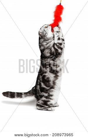 Portrait cat scottish fold sort on white background
