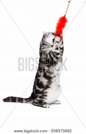Portrait cat scottish fold sort on white background