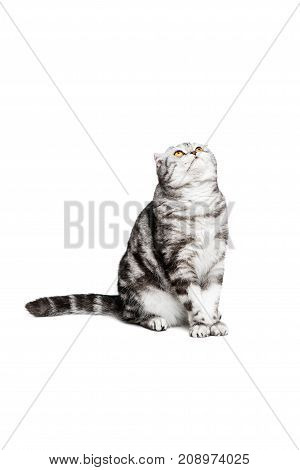 Portrait cat scottish fold sort on white background