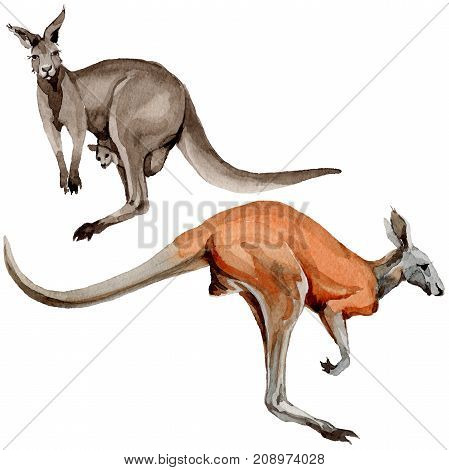 Exotic kangaroo wild animal in a watercolor style isolated. Full name of the animal: kangaroo, wallaby, wallaroo. Aquarelle wild animal for background, texture, wrapper pattern or tattoo.