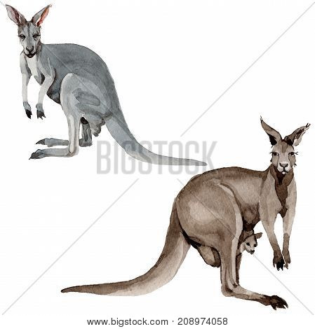 Exotic kangaroo wild animal in a watercolor style isolated. Full name of the animal: kangaroo, wallaby, wallaroo. Aquarelle wild animal for background, texture, wrapper pattern or tattoo.
