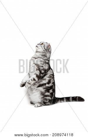 Portrait cat scottish fold sort on white background
