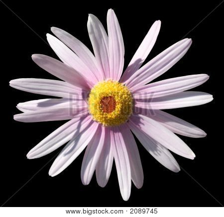Violetdaisyonblack