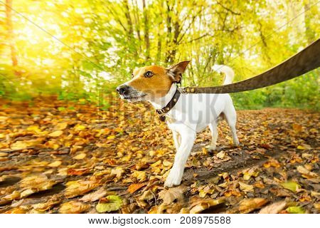 Dog Running Or Walking In Autumn