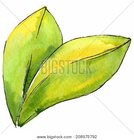 Wildflower  leaf  gardenia flower in a watercolor style isolated. 
