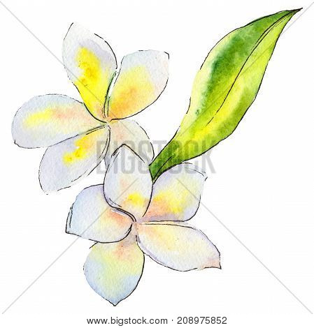 Wildflower gardenia flower in a watercolor style isolated. 
