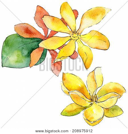 Wildflower gardenia flower in a watercolor style isolated. 
