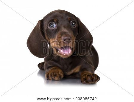 dachshund puppy