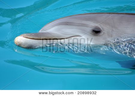 Delfiini Head