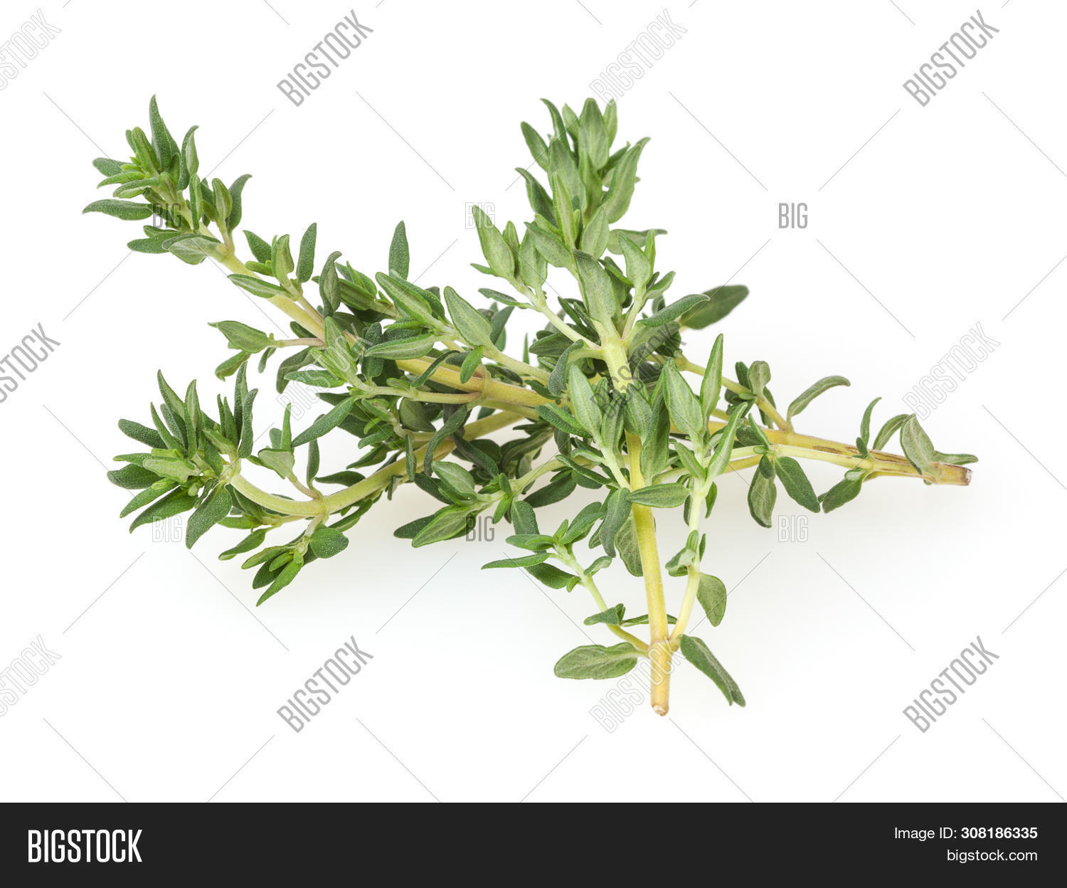 Fresh Thyme Sprigs Image & Photo (Free Trial) Bigstock