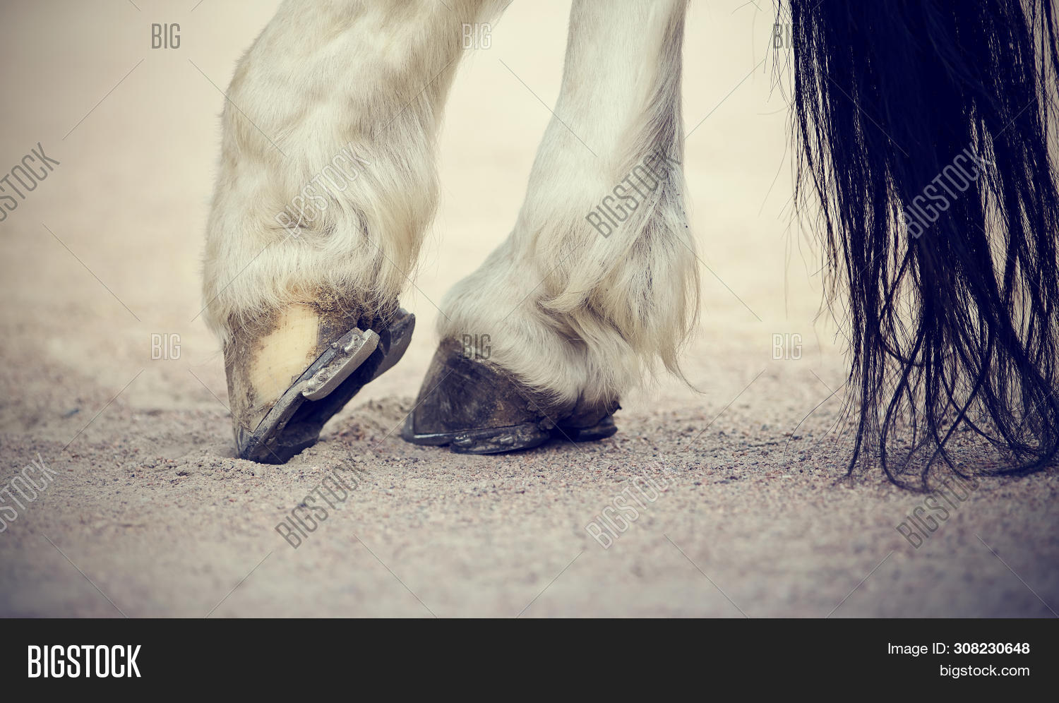 Hooves Horseshoes Image & Photo (Free Trial) | Bigstock