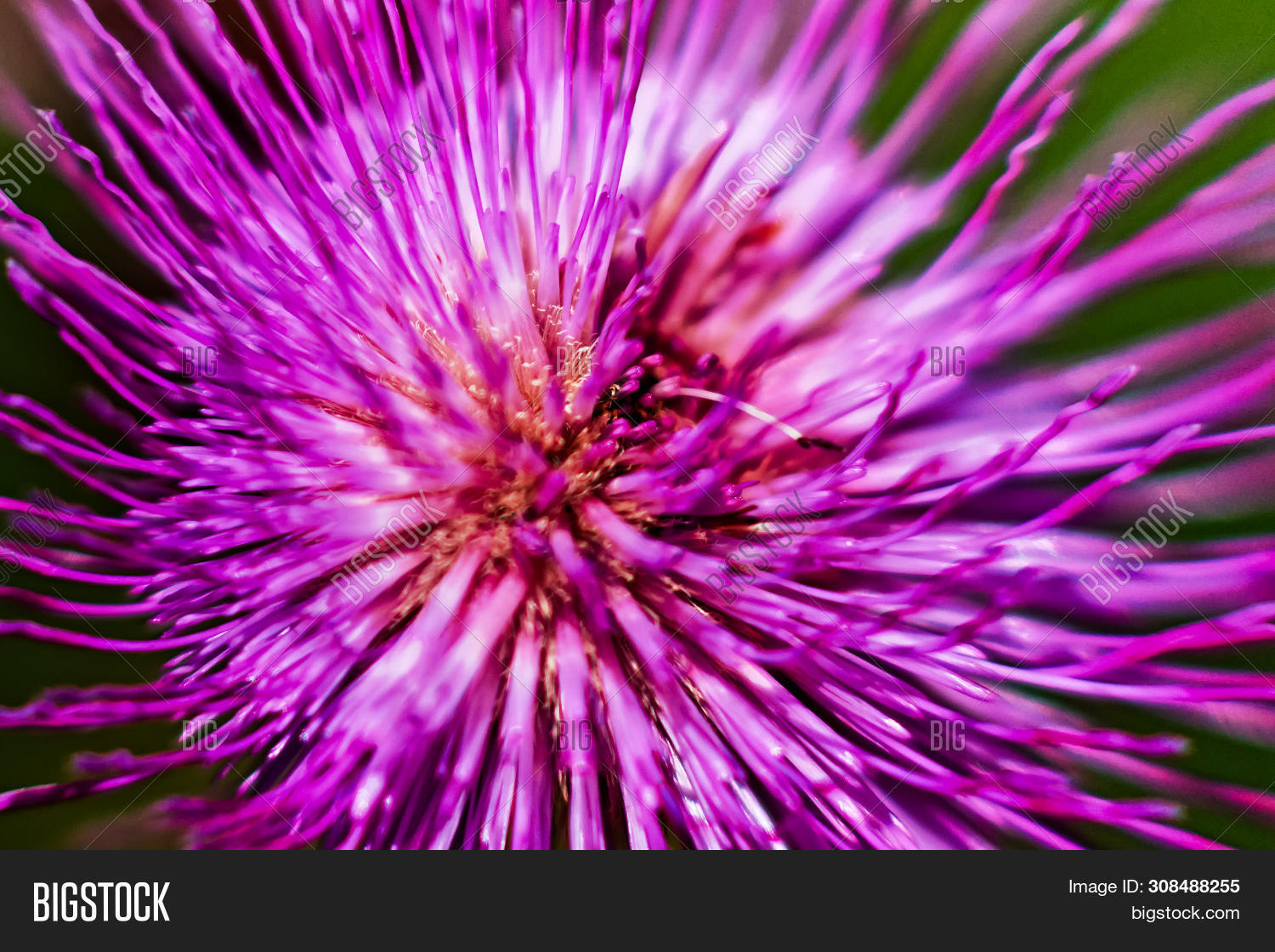 Detail Melancholy Image & Photo (Free Trial) Bigstock