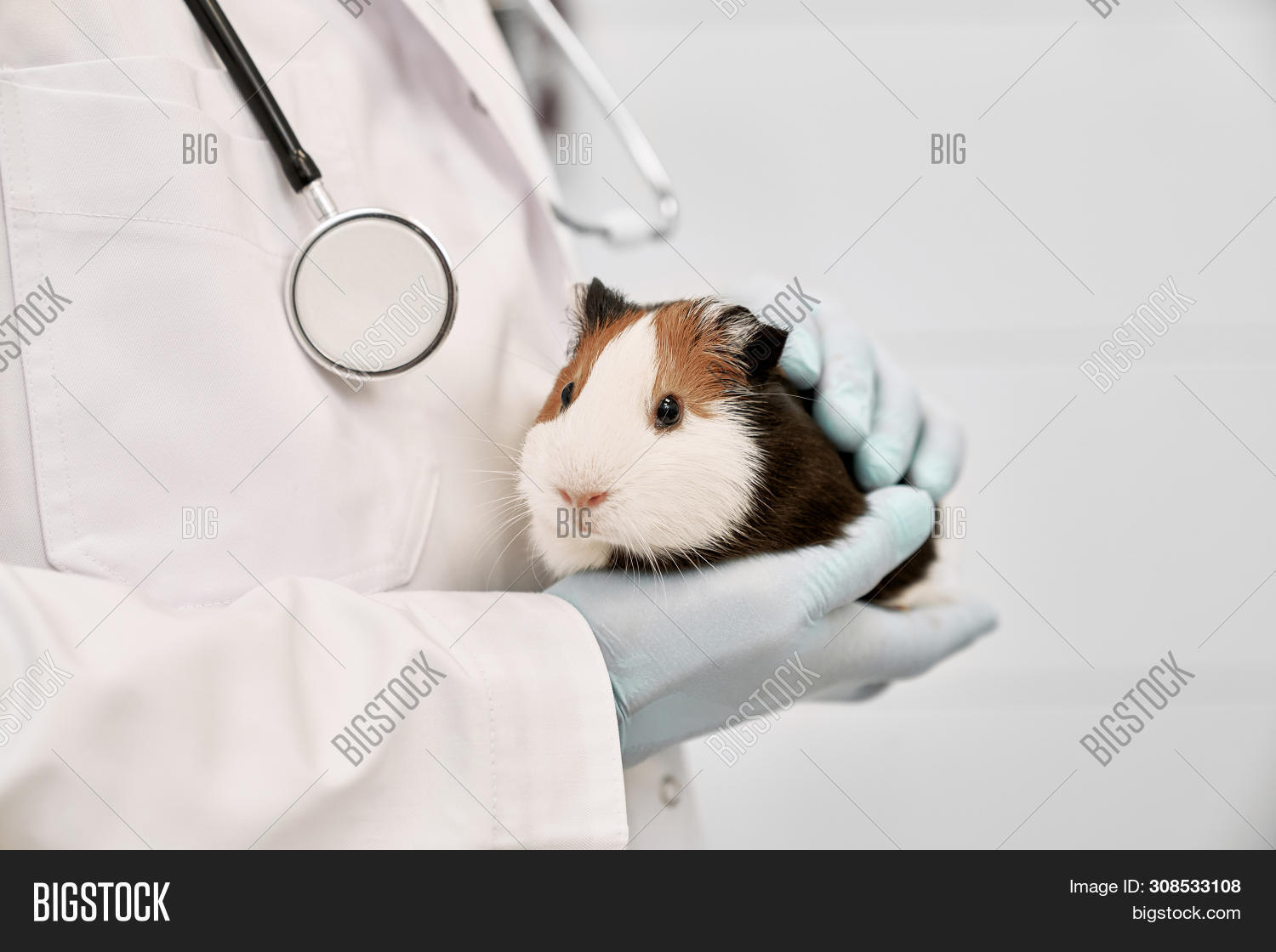 hamster vet care